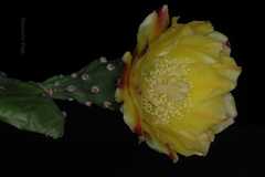 Opuntia ficus-indica